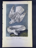 Audubon 1st Ed. Octavo Pl. 19 Iceland or Gyr Falcon