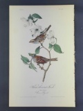Audubon First Edition Octavo Print Plate No. 191 White-throated Finch