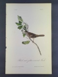 Audubon First Edition Octavo Print Plate No. 193 Black-and yellow-crowned Finch