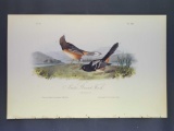 Audubon First Edition Octavo Print Plate No. 194 Arctic Ground Finch