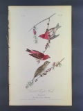 Audubon First Edition Octavo Print Plate No. 196 Crested Purple Finch