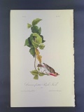 Audubon First Edition Octavo Print Plate No. 197 Crimson-fronted Purple Finch