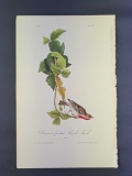 Audubon First Edition Octavo Print Plate No. 197 Crimson-fronted Purple Finch