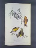 Audubon First Edition Octavo Print Plate No. 200 Common Crossbill