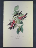 Audubon First Edition Octavo Print Plate No. 201 White-winged Crossbill