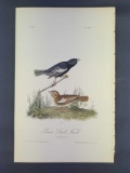 Audubon First Edition Octavo Print Plate No. 202 Prairie Lark-Finch
