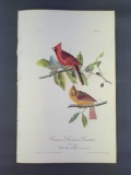 Audubon First Edition Octavo Print Plate No. 203 Common Cardinal Grosbeak
