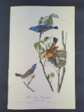 Audubon First Edition Octavo Print Plate No. 204 Blue Song Grosbeak