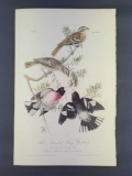 Audubon First Edition Octavo Print Plate No. 205 Rose-breasted Song-Grosbeak