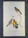 Audubon First Edition Octavo Print Plate No. 206 Black-headed Song-Grosbeak