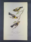 Audubon First Edition Octavo Print Plate No. 207 Evening Grosbeak