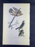 Audubon Plate No. 21 Pigeon Falcon Octavo First Edition