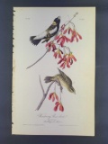 Audubon First Edition Octavo Print Plate No. 211 Wandering Rice-bird