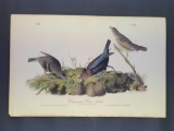 Audubon First Edition Octavo Print Plate No. 212 Common Cow-bird