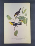 Audubon First Edition Octavo Print Plate No. 213 Saffron-headed Marsh-Blackbird