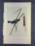 Audubon First Edition Octavo Print Plate No. 214 Red-and-white-shouldered Marsh-Blackbird