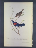 Audubon First Edition Octavo Print Plate No. 215 Red-and-black-shouldered Marsh Blackbird