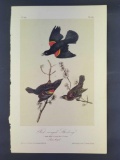 Audubon First Edition Octavo Print Plate No. 216 Red-winged Starling