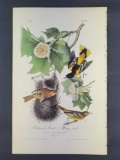 Audubon First Edition Octavo Print Plate No. 217 Baltimore Oriole or Hang-nest