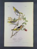 Audubon First Edition Octavo Print Plate No. 218 Bullock's Troopial