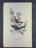 Audubon First Edition Octavo Print Plate No. 220 Boat-tailed Grackle