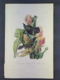 Audubon First Edition Octavo Print Plate No. 221 Common Purple Crow-Blackbird