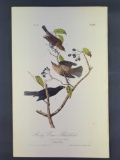 Audubon First Edition Octavo Print Plate No. 222 Rusty-Crow-Blackbird