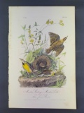 Audubon First Edition Octavo Print Plate No. 223 Meadow Starling or Meadow Lark