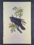 Audubon First Edition Octavo Print Plate No. 224 Raven