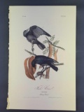 Audubon First Edition Octavo Print Plate No. 226 Fish Crow