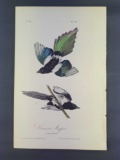 Audubon First Edition Octavo Print Plate No. 227 Common Magpie