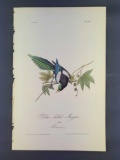 Audubon First Edition Octavo Print Plate No. 228 Yellow-billed Magpie