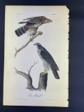 Audubon First Edition Octavo Edition Plate No. 23 Gos Hawk