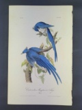 Audubon First Edition Octavo Print Plate No. 229 Columbia Magpie or Jay