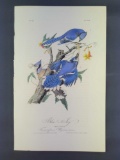 Audubon First Edition Octavo Print Plate No. 231 Blue Jay