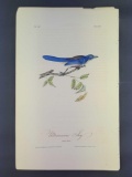 Audubon First Edition Octavo Print Plate No. 232 Ultramarine Jay
