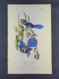 Audubon First Edition Octavo Print Plate No. 233 Florida Jay