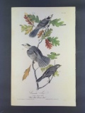 Audubon First Edition Octavo Print Plate No. 234 Canada jay