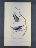 Audubon First Edition Octavo Print Plate No. 235 Clarke's Nutcracker
