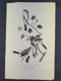 Audubon First Edition Octavo Print Plate No. 236 Great American Shrike