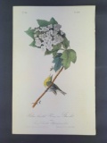 Audubon First Edition Octavo Print Plate No. 238 Yellow-throated Vireo or Greenlet