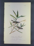 Audubon First Edition Octavo Print Plate No. 239 Solitary Vireo or Greenlet