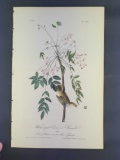 Audubon First Edition Octavo Print Plate No. 240 White-eyed Vireo or Greenlet