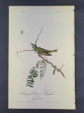 Audubon First Edition Octavo Print Plate No.243 Red-eyed Vireo or Greenlet