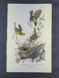 Audubon First Edition Octavo Print Plate No. 244 Yellow-breasted Chat