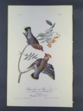 Audubon First Edition Octavo Print Plate No. 245 Black throated Wax-wing or Bohemian Chatterer