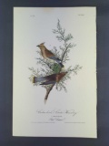 Audubon First Edition Octavo Print Plate No.246 Cedar bird or Cedar Wax-wing