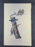 Audubon First Edition Octavo Print Plate No. 247 White-breasted Nuthatch