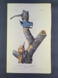 Audubon First Edition Octavo Print Plate No. 248 Red-bellied Nuthatch