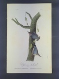 Audubon First Edition Octavo Print Plate No. 250 Californian Nuthatch